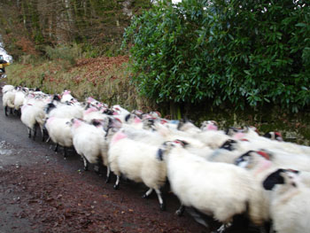 sheep being chased out of Belstone